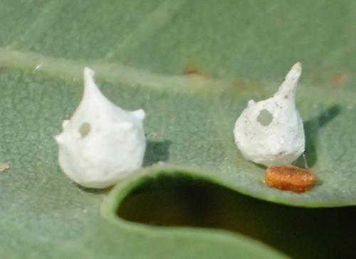 Paidiscura pallens